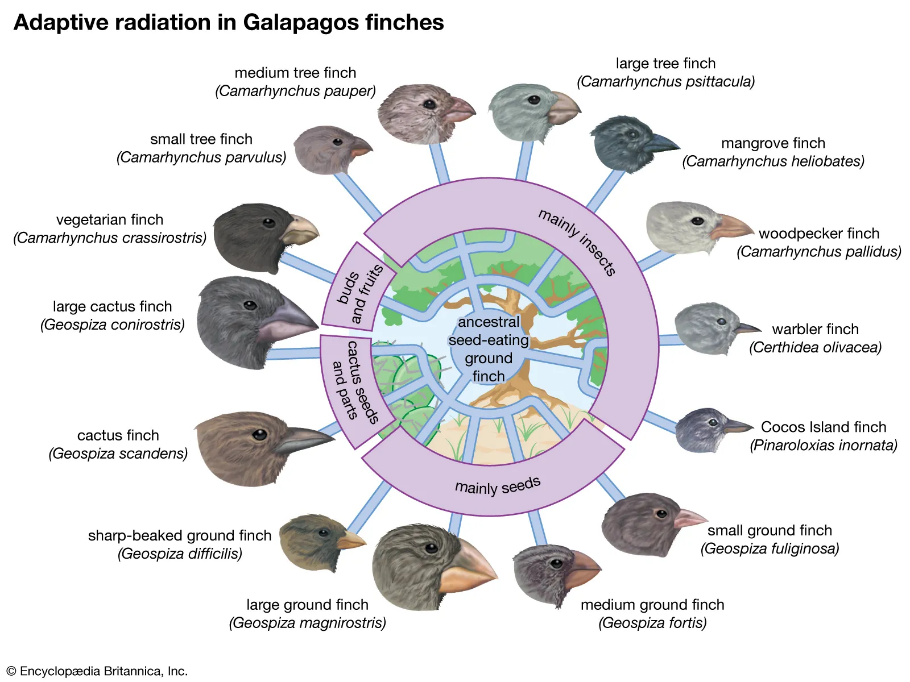 A diagram of birds around a circle