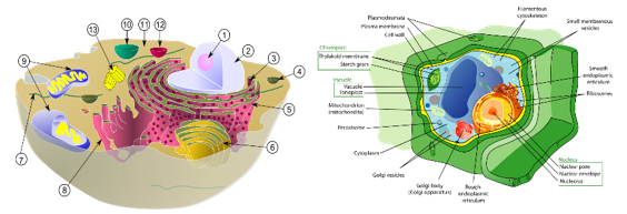 A diagram of a cell
AI-generated content may be incorrect.