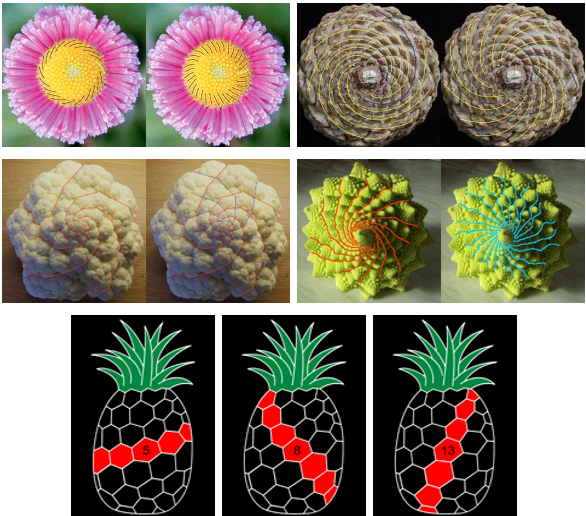 A collage of different flowers
AI-generated content may be incorrect.