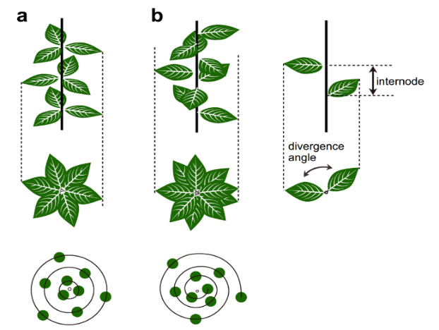 A diagram of a plant