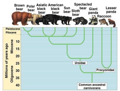 A diagram of a bear
Description automatically generated