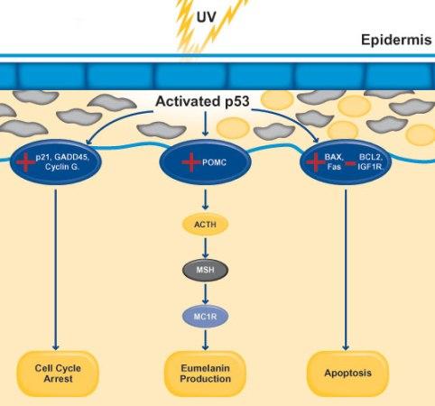 A diagram of a cell cycle
Description automatically generated