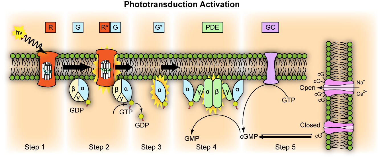 Diagram of a phototransductation activator
Description automatically generated
