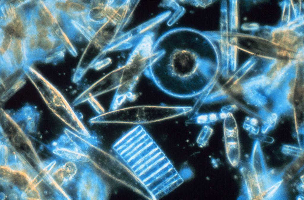 A close-up of microscopic objects