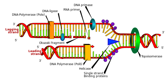 A dna model with colorful sticks