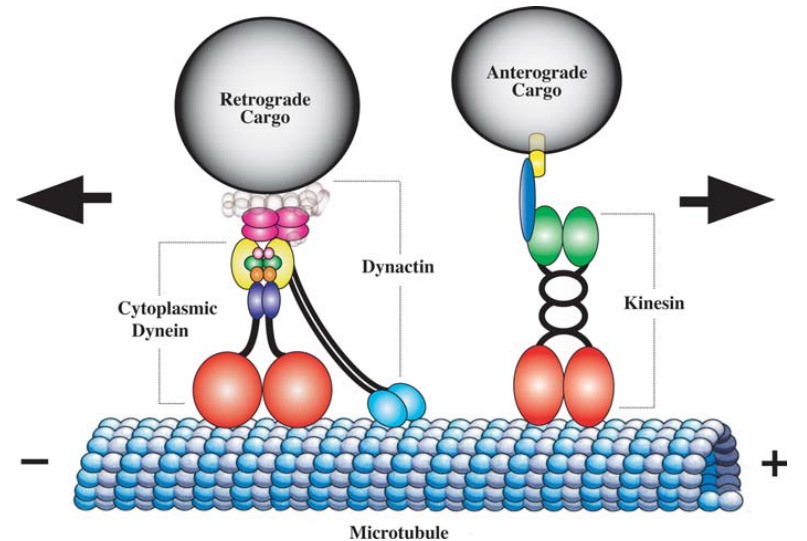 Diagram of a cell membrane