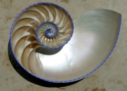 A nautilus shell with blue lines